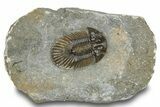 Scabriscutellum Trilobite - Morocco #245297-1